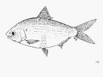 To FishBase images (<i>Anodontostoma selangkat</i>, by FAO)