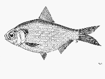 To FishBase images (<i>Anodontostoma thailandiae</i>, by FAO)