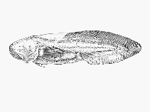 To FishBase images (<i>Aphyonus brevidorsalis</i>, by SFSA)