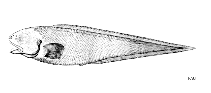 To FishBase images (<i>Apagesoma edentatum</i>, by FAO)