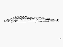 To FishBase images (<i>Aphanopus intermedius</i>, by FAO)
