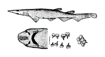 To FishBase images (<i>Apristurus internatus</i>, by Yang, N.-S.)