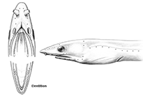 To FishBase images (<i>Apterichtus malabar</i>, Australia, by McCosker & Hibino, 2015)