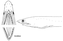 Image of Apterichtus nariculus 