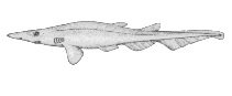 To FishBase images (<i>Apristurus riveri</i>, Canada, by Canadian Museum of Nature, Ottawa, Canada)