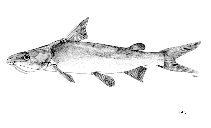 To FishBase images (<i>Arius argyropleuron</i>, by FAO)