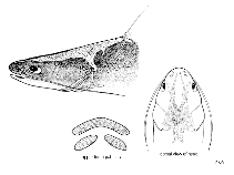 To FishBase images (<i>Arius bleekeri</i>, by FAO)