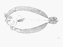 To FishBase images (<i>Arnoglossus capensis</i>, by FAO)