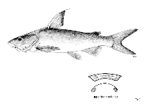 Image of Arius dispar (Fleshysnout catfish)