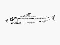 To FishBase images (<i>Argentina euchus</i>, Mozambique, by SFSA)