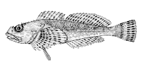 To FishBase images (<i>Artedius fenestralis</i>, Canada, by Canadian Museum of Nature, Ottawa, Canada)