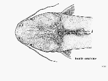 Image of Notarius lentiginosus (Freckled sea catfish)