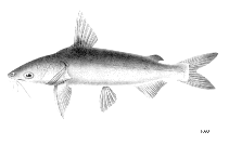 To FishBase images (<i>Arius leptonotacanthus</i>, by FAO)