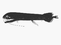 To FishBase images (<i>Aristostomias lunifer</i>, by SFSA)