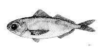 To FishBase images (<i>Ariomma luridum</i>, by FAO)