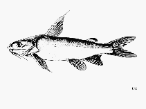 To FishBase images (<i>Arius madagascariensis</i>, Tanzania, by FAO)
