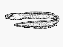 Image of Ariosoma mauritianum (Blunt-tooth conger)