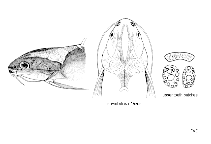 To FishBase images (<i>Arius microcephalus</i>, by FAO)