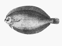 Image of Arnoglossus muelleri (Mueller\