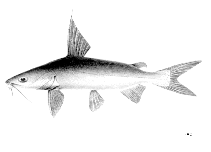 To FishBase images (<i>Arius utik</i>, by FAO)