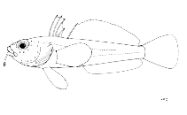 To FishBase images (<i>Artedidraco orianae</i>, by FAO)