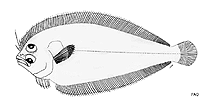 Image of Arnoglossus oxyrhynchus (Sharp-snout lefteye flounder)