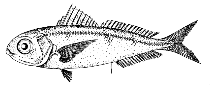 To FishBase images (<i>Ariomma parini</i>, by Kotlyar, A.N.)