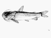 Image of Plicofollis platystomus (Flatmouth sea catfish)