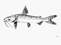 To FishBase images (<i>Arius polystaphylodon</i>, Tanzania, by FAO)