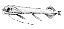 To FishBase images (<i>Aristostomias polydactylus</i>, Canada, by Canadian Museum of Nature, Ottawa, Canada)