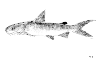 To FishBase images (<i>Arius proximus</i>, by FAO)