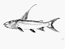 Image of Arius subrostratus (Shovelnose sea catfish)