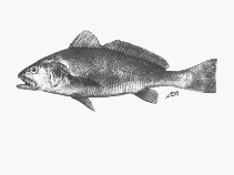 To FishBase images (<i>Argyrosomus thorpei</i>, South Africa, by SFSA)