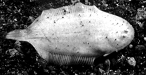To FishBase images (<i>Aseraggodes albidus</i>, Indonesia, by Randall, J.E.)