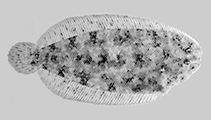 To FishBase images (<i>Aseraggodes auroculus</i>, French Polynesia, by Winterbottom, R.)