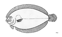 Image of Engyprosopon bleekeri (Bleeker\