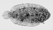 To FishBase images (<i>Aseraggodes brevirostris</i>, Comoros, by Winterbottom, R.)