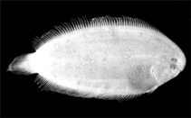 To FishBase images (<i>Aseraggodes dubius</i>, Hong Kong, by Randall, J.E.)