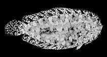 To FishBase images (<i>Aseraggodes firmisquamis</i>, Palau, by Randall, J.E.)