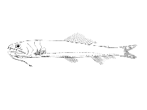 To FishBase images (<i>Astronesthes gemmifer</i>, Cape Verde, by Reiner, F.)