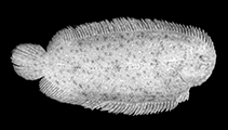 To FishBase images (<i>Aseraggodes lenisquamis</i>, Australia, by Randall, J.E.)