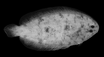To FishBase images (<i>Aseraggodes magnoculus</i>, New Caledonia, by Randall, J.E.)