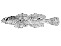 Image of Ascelichthys rhodorus (Rosylip sculpin)
