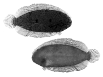 To FishBase images (<i>Aseraggodes senoui</i>, Malaysia, by Senou, H.)