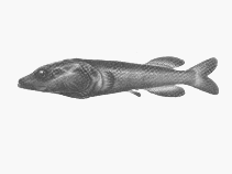 To FishBase images (<i>Asquamiceps velaris</i>, by SFSA)
