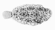 To FishBase images (<i>Aseraggodes whitakeri</i>, American Samoa, by Randall, J.E.)