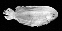 Image of Aseraggodes zizette (Mentawai sole)