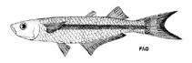 To FishBase images (<i>Coleotropis blackburni</i>, by FAO)