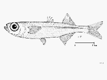 To FishBase images (<i>Atherina breviceps</i>, by FAO)