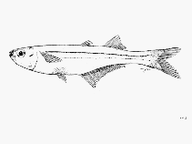 To FishBase images (<i>Atherinella nepenthe</i>, by FAO)